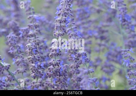 Salvia, Perowskia 'Blaue Spitze', russischer Salbei ( syn. Salvia Blue Spire ) Stockfoto
