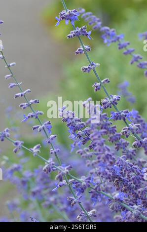 Salvia, Perowskia 'Blaue Spitze', russischer Salbei ( syn. Salvia Blue Spire ) Stockfoto