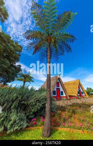 Portugal, Insel Madeira. Santana, die Palheiros, Heuschober, traditionelle Häuser mit Strohdächern. Im Vordergrund ein Baumfarn. Cyathea arborea Stockfoto