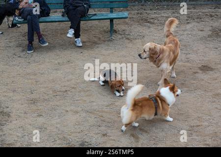 Frankreich, Paris, 75, 18. Bezirk, Quartier Montmartre, Square Nadar, 3 Hunde, Dezember 2023 Stockfoto