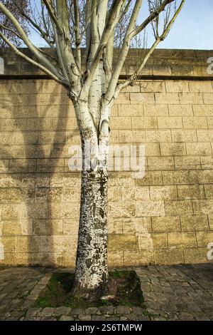 Frankreich, Paris, 75, 1. Bezirk, Port du Louvre, Inschriften in der Rinde einer italienischen Pappel, Dezember 2024. Stockfoto