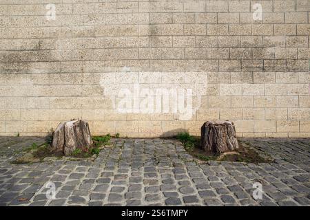 Frankreich, Paris, 75, 1. Bezirk, Port du Louvre, 2 Baumstümpfe gefällt, Dezember 2024. Stockfoto
