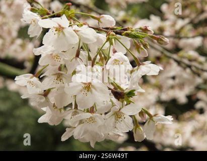 Japan, Shikoku, Matsuyama, Kirschblüten, Blumen, sakura Stockfoto