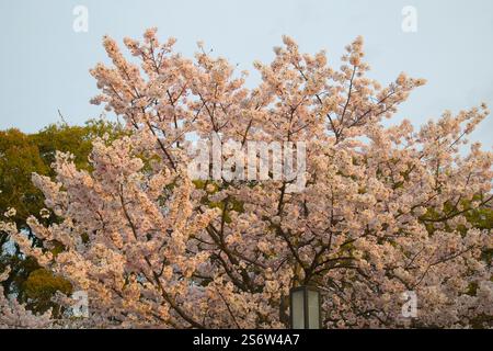 Japan, Shikoku, Matsuyama, Kirschblüten, Blumen, sakura Stockfoto