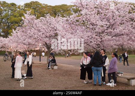 Japan, Shikoku, Matsuyama, Kirschblüten sehen, Hanami Stockfoto