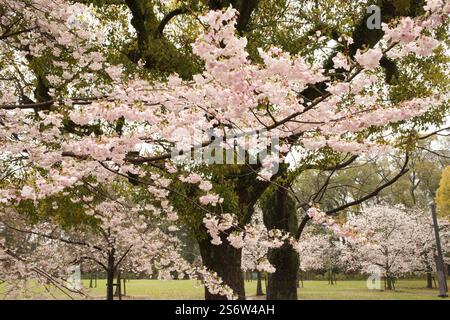 Japan, Shikoku, Matsuyama, Kirschblüten, Blumen, sakura Stockfoto