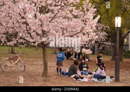 Japan, Shikoku, Matsuyama, Kirschblüten sehen, Hanami Stockfoto