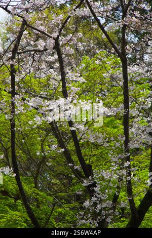 Japan, Shikoku, Matsuyama, Kirschblüten, Blumen, sakura Stockfoto