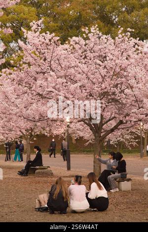 Japan, Shikoku, Matsuyama, Kirschblüten sehen, Hanami Stockfoto
