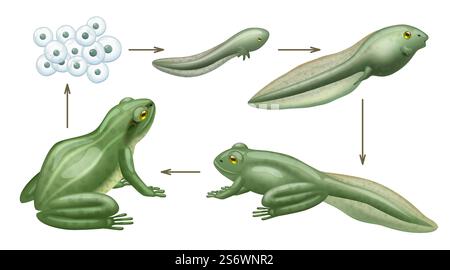 Lebenszeit des Froschzyklus. Wassertiere Wachstumsentwicklung wilder Amphibien Kaulquetschen anständige vektorrealistische Biologiekonzepte Infografiken. Illustration der Evolutionsamphibien, Reproduktionstransformation. Lebenszeit des Froschzyklus. Wassertiere Wachstumsentwicklung wilder Amphibien Kaulquetschen anständige vektorrealistische Biologiekonzepte Infografiken Stock Vektor