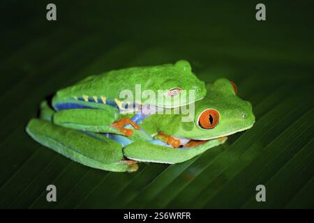 Paarung Rotäugige Baumfrösche oder rotäugige Blattfrösche (Agalychnis callidryas), Costa Rica, Mittelamerika Stockfoto