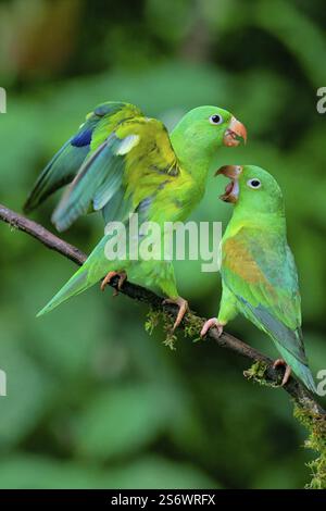 Zwei Orangensittiche (Brotogeris jugularis) streiten sich in Costa Rica, Mittelamerika Stockfoto