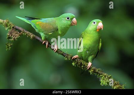 Zwei orangenköpfige Sittiche (Brotogeris jugularis) sitzen auf einem Zweig in Costa Rica, Mittelamerika Stockfoto