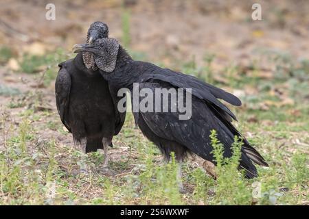 Rabengeier (Coragyps atratus), Pantanal, Binnenland, Feuchtgebiet, UNESCO Biosphärenreservat, Weltkulturerbe, Feuchtbiotope, Mato Grosso, Brasilien, Sout Stockfoto