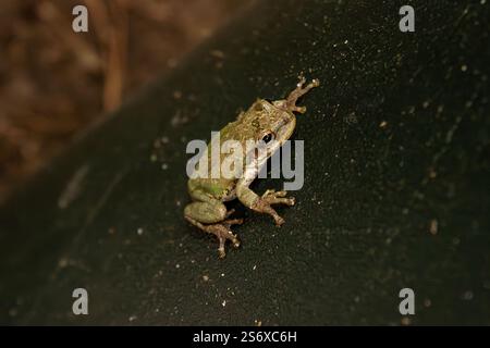 Grauer Baumfrosch auf dunklem Hintergrund. Stockfoto
