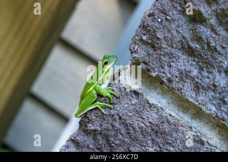 Amerikanischer grüner Baumfrosch - Hyla cinerea an Backsteinmauer. Stockfoto