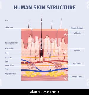 Hautschichten. Detaillierte Abbildungen der menschlichen Struktur Anatomie peles Schichten grell Vektor flache Infografik Vorlage der Haut. Illustration der Epidermishaut. Hautschichten. Detaillierte Abbildungen der menschlichen Struktur Anatomie peles Schichten grell Vektor flache Infografik Vorlage der Haut Stock Vektor