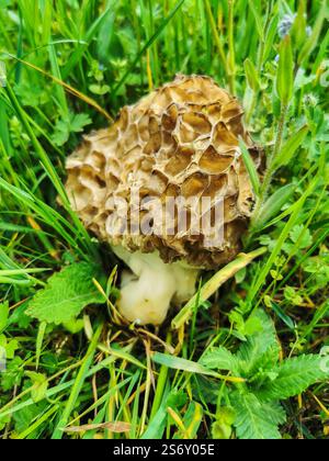 Ein einziger essbarer Gelbmoorbeer-Pilz wächst im Frühjahr auf der Wiese - Nahaufnahme Stockfoto