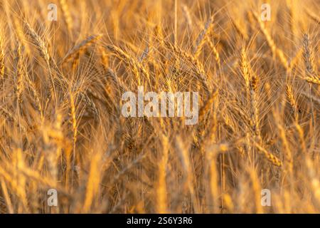 Selektiver Fokus, reife Weizenohren in einem landwirtschaftlichen Weizenfeld bei Sonnenuntergang Stockfoto