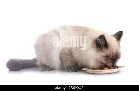sibirische Katze, die vor weißem Hintergrund isst Stockfoto