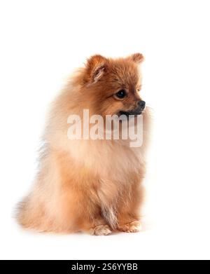 Junge pomeranian vor weißem Hintergrund Stockfoto