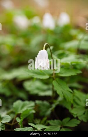 Weiße Holzanemonenblume blüht im Frühlingswald, zarte Wildblume, die Schönheit der natürlichen Umgebung mit verschwommenem Hintergrund von grünen Blättern verleiht Stockfoto