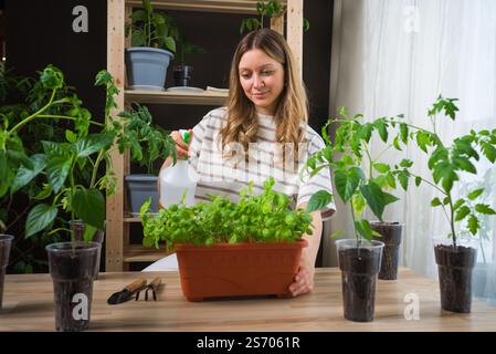 Junge Frau, die Tomaten- und Basilikumkeimlinge in Töpfen auf einem Tisch zu Hause pflegt, die Gartenarbeit als erfüllendes Hobby genießt, während sie Pflanzen pflegt und das Wachstum in Innenräumen fördert Stockfoto