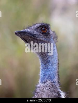 Emu Australian Large Flugunfähiger Native Bird Stockfoto