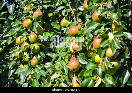 Sonnendurchflutete reife Birnen auf Ästen, die das lebendige und gesunde Aussehen der Frucht einfangen. Stockfoto