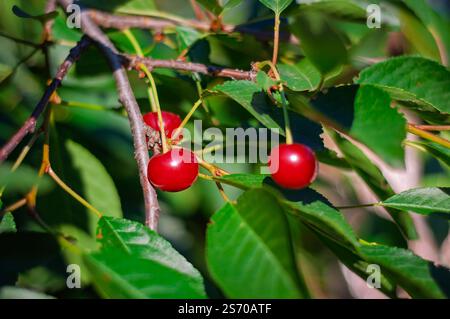 Nahaufnahme von zwei Reifen Kirschen auf einem Zweig im Garten, die Gartenarbeit und kulinarische Zwecke zeigen. Stockfoto