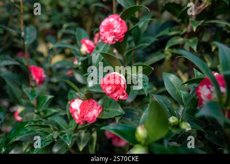 Schöner Kamelienstrauch mit roten und weißen Blüten und glänzend grünen Blättern, die eine frische und lebendige Atmosphäre in eine Gartenecke bringen Stockfoto