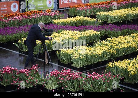 AMSTERDAM - Tulpen auf dem Museumplein, vor der Eröffnung des Nationalfeiertags der Tulpen. Besucher können während der Veranstaltung, die dem 750-jährigen Bestehen Amsterdams gewidmet ist, in einem Pflückergarten kostenlose Tulpen pflücken. ANP JEROEN JUMELET niederlande Out - belgien Out Credit: ANP/Alamy Live News Stockfoto