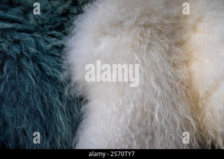 Schwarz-weiße lange Schafshaut. Nahaufnahme von Schaffell. Stockfoto