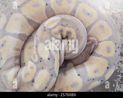Schlangen sind ein beliebtes Haustier in Thailand in einem Acrylschrank, der darauf wartet, verkauft zu werden. Stockfoto