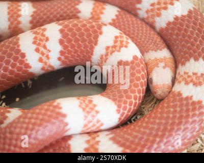 Schlangen sind ein beliebtes Haustier in Thailand in einem Acrylschrank, der darauf wartet, verkauft zu werden. Stockfoto