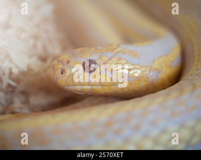 Schlangen sind ein beliebtes Haustier in Thailand in einem Acrylschrank, der darauf wartet, verkauft zu werden. Stockfoto