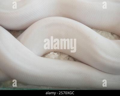 Schlangen sind ein beliebtes Haustier in Thailand in einem Acrylschrank, der darauf wartet, verkauft zu werden. Stockfoto