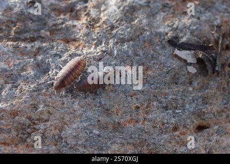 Pulver Orangenisopod, Porcellionides pruinosus unter einem Stein gefunden. Stockfoto