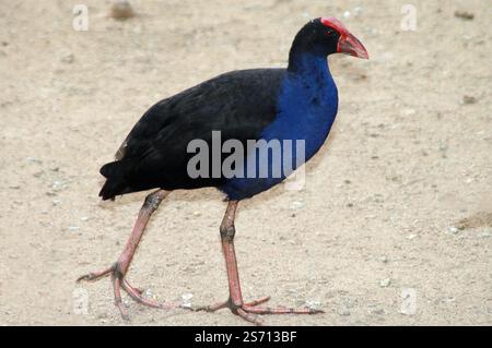 Australasischer Sumpffisch (Porphyrio melanotus) aus Townsville, Queensland, Australien. Stockfoto