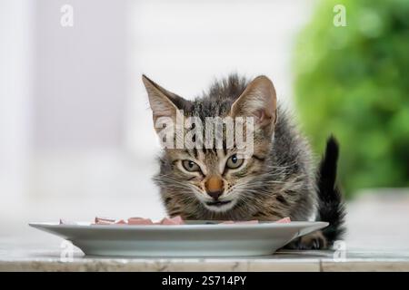 Jungkatzenessen Stockfoto