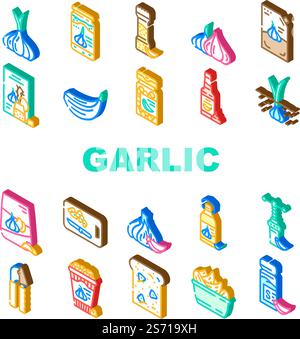 Knoblauch weiße Nelke frische Symbole setzen Vektor. Gewürz Lebensmittel, Pflanzengemüse, Bio gesund, ganze Knolle, grüner Knoblauch weiße Nelke frische isometrische Zeichen Illustrationen. Knoblauch weiße Nelke frische Symbole setzen Vektor Stock Vektor