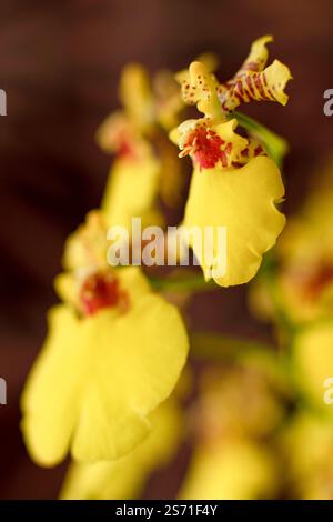 Wunderschöne Orchideenblumen im Garten mit einem verschwommenen braunen Hintergrund, die ihre Überschwänglichkeit in Makrofotografie-Details zeigen Stockfoto