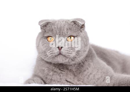 Niedliche graue schottische Faltkatze mit gelben Augen liegt auf hellem Hintergrund. Stockfoto