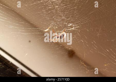 Eine Spinne hängt an einem Netz an einer Wand. Die Spinne ist braun und schwarz. Das Netz ist sehr dünn und empfindlich Stockfoto