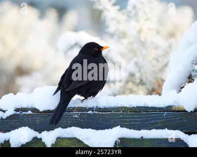 Männliche Amsel (Turdus merula) im Schnee, Scottish Highlands, UK Stockfoto
