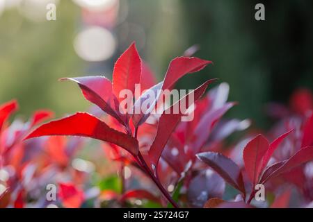 Rote Blätter auf einem Busch im Garten auf einem verschwommenen Hintergrund in den Sonnenstrahlen. Eine Photinia fraseri Rote robin Strauchblätter. Flammenbuchse, Stockfoto