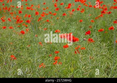 Ein üppiges Feld voller roter Mohnblumen erstreckt sich endlos, ihre markanten Blütenblätter tanzen im Sonnenlicht und schaffen eine lebendige, malerische Szene von natura Stockfoto