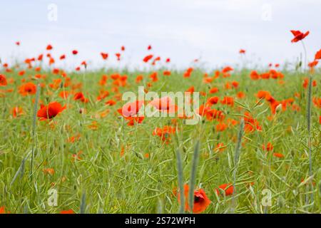 Ein riesiges Feld erstreckt sich, bedeckt mit scharlachfarbenen Mohnblumen. Jede Blüte ergänzt die leuchtenden Wandteppiche von Rot und Grün und schafft ein ruhiges und atemberaubendes n Stockfoto