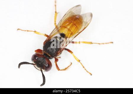 Grabwespe, Philanthus triangulum, europäischer Bienenwolf, Bienenmörderwespe Stockfoto