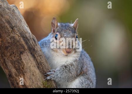 Niedliches Nahporträt eines Grauen Eichhörnchens (Sciurus carolinesis) Kletterbaums blickt in die Kamera. Stockfoto